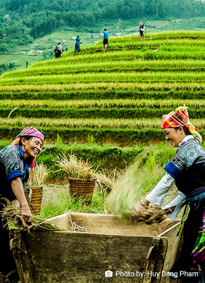 The Future of Rice in Asia: Public and Private Roles