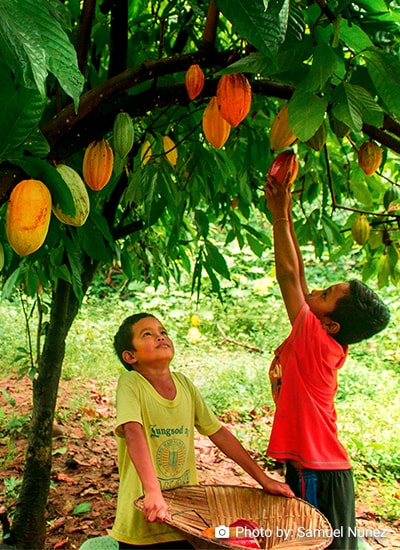 Factors Influencing the Technical Efficiency of Smallholder Cacao Farmers in Davao de Oro, Philippines